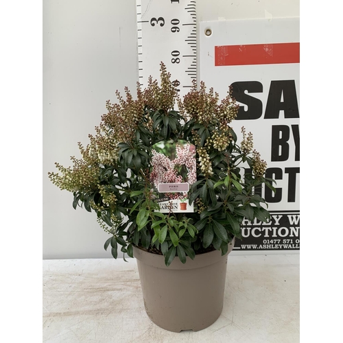 82 - ONE PIERIS 'BONFIRE' APPROX 80CM IN HEIGHT IN A 10 LTR POT PLUS VAT