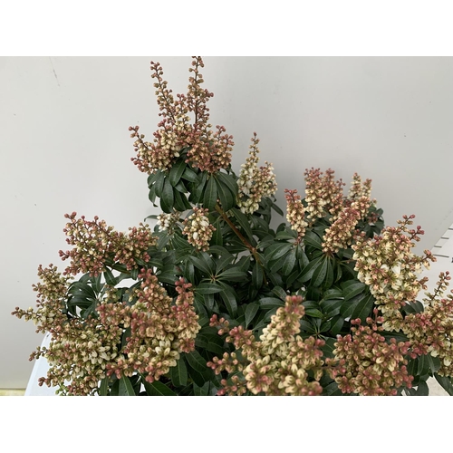 82 - ONE PIERIS 'BONFIRE' APPROX 80CM IN HEIGHT IN A 10 LTR POT PLUS VAT