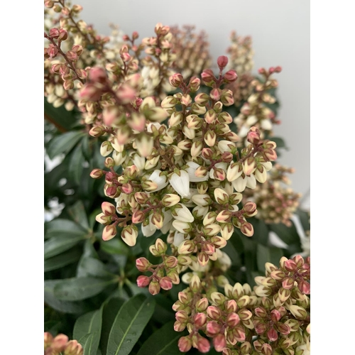 82 - ONE PIERIS 'BONFIRE' APPROX 80CM IN HEIGHT IN A 10 LTR POT PLUS VAT