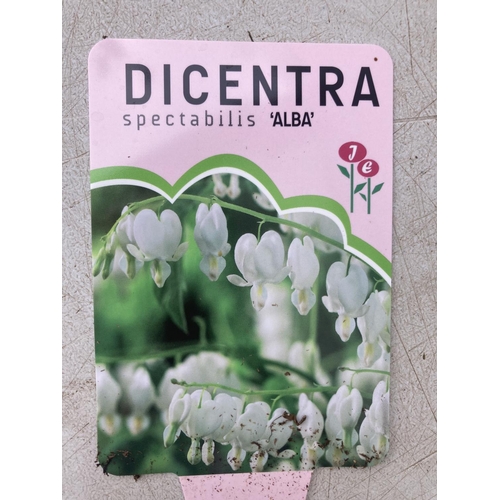 93 - TEN DICENTRA SPECTABILIS 'ALBA' WHITE ON A TRAY PLUS VAT TO BE SOLD FOR THE TEN