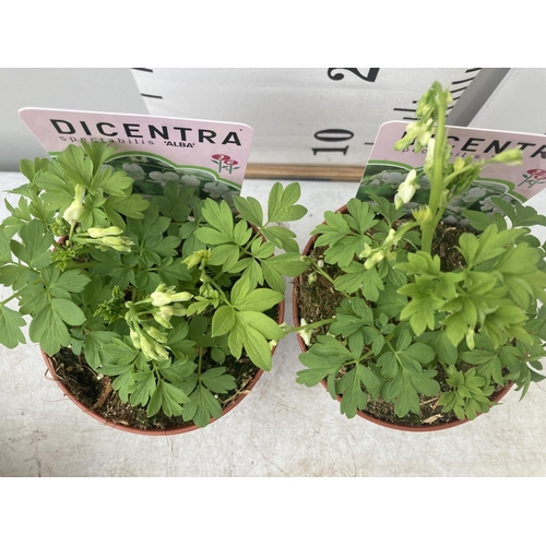 93 - TEN DICENTRA SPECTABILIS 'ALBA' WHITE ON A TRAY PLUS VAT TO BE SOLD FOR THE TEN