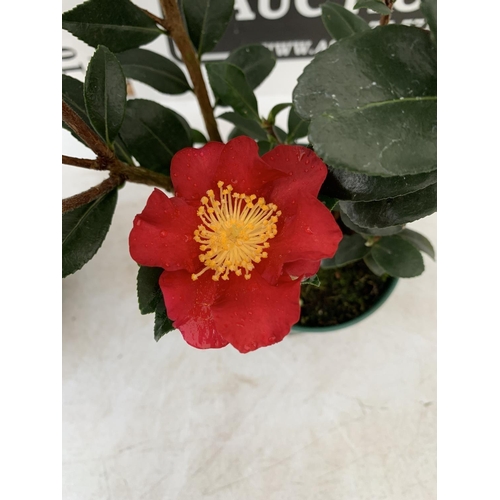 0 - WELCOME TO ASHLEY WALLER HORTICULTURE AUCTION - LOTS ARE BEING ADDED DAILY - THE IMAGES SHOW LOTS FR... 