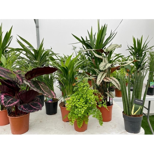 0 - WELCOME TO ASHLEY WALLER HORTICULTURE AUCTION - LOTS ARE BEING ADDED DAILY - THE IMAGES SHOW LOTS FR... 