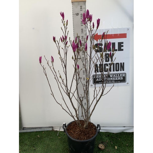 1 - A LARGE MAGNOLIA PINK 'SUSAN' TREE OVER 2 METRES IN HEIGHT IN A 10 LTR POT PLUS VAT