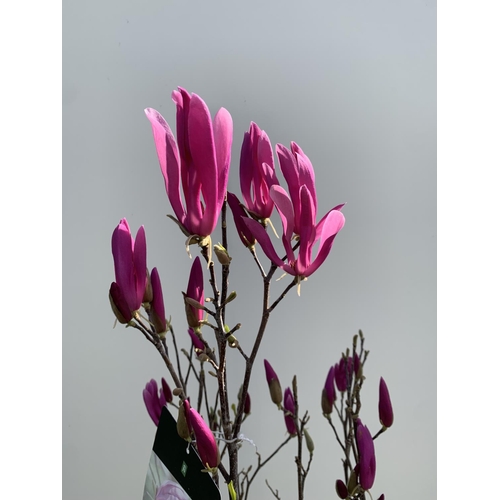 1 - A LARGE MAGNOLIA PINK 'SUSAN' TREE OVER 2 METRES IN HEIGHT IN A 10 LTR POT PLUS VAT