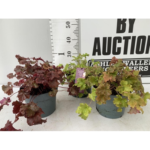 10 - THREE HEUCHERA INDIAN SUMMER CARNIVAL 'BOYSENBERRY' AND 'MARMALADE' AND 'LIME MARMALADE' IN 3 LTR PO... 