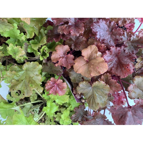 10 - THREE HEUCHERA INDIAN SUMMER CARNIVAL 'BOYSENBERRY' AND 'MARMALADE' AND 'LIME MARMALADE' IN 3 LTR PO... 