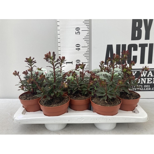 103 - TEN EUPHORBIA 'PURPUREA' ON A TRAY IN 1 LTR POTS PLUS VAT TO BE SOLD FOR THE TEN