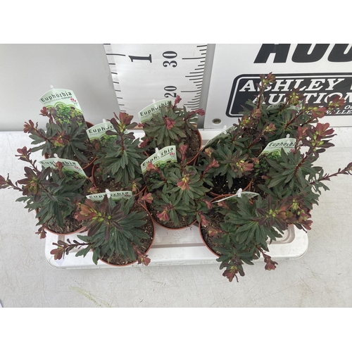 103 - TEN EUPHORBIA 'PURPUREA' ON A TRAY IN 1 LTR POTS PLUS VAT TO BE SOLD FOR THE TEN