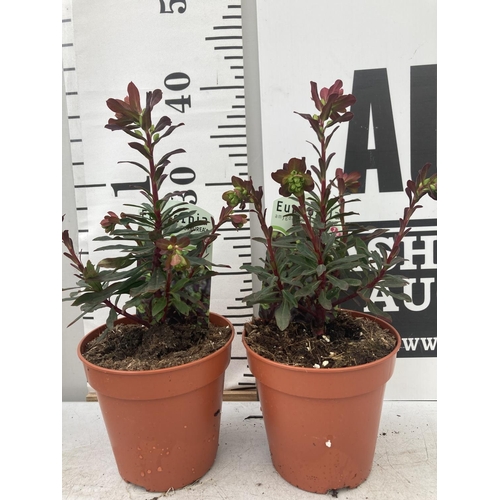 103 - TEN EUPHORBIA 'PURPUREA' ON A TRAY IN 1 LTR POTS PLUS VAT TO BE SOLD FOR THE TEN