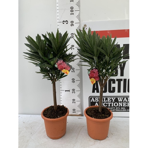 104 - TWO NERIUM OLEANDER STANDARD TREES 'DOUBLE PINK' APPROX 80CM IN HEIGHT IN 4 LTR POTS PLUS VAT TO BE ... 