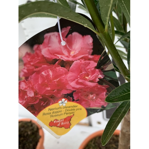 104 - TWO NERIUM OLEANDER STANDARD TREES 'DOUBLE PINK' APPROX 80CM IN HEIGHT IN 4 LTR POTS PLUS VAT TO BE ... 