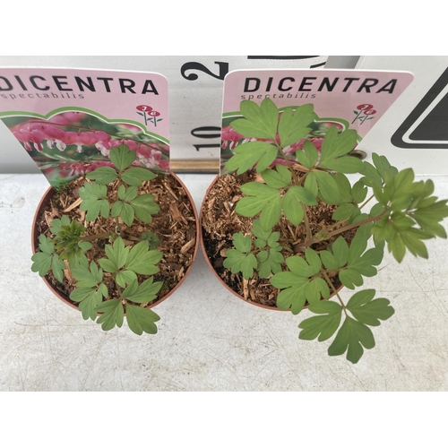 106 - FIFTEEN DICENTRA 'SPECTABILIS' VALENTINE PINK ON A TRAY TO BE SOLD FOR THE FIFTEEN PLUS VAT