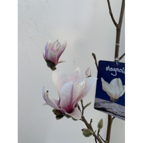 109 - ONE MAGNOLIA SOULANGEANA 'SUPERBA' APPROX 110CM IN HEIGHT IN A 7 LTR POT PLUS VAT