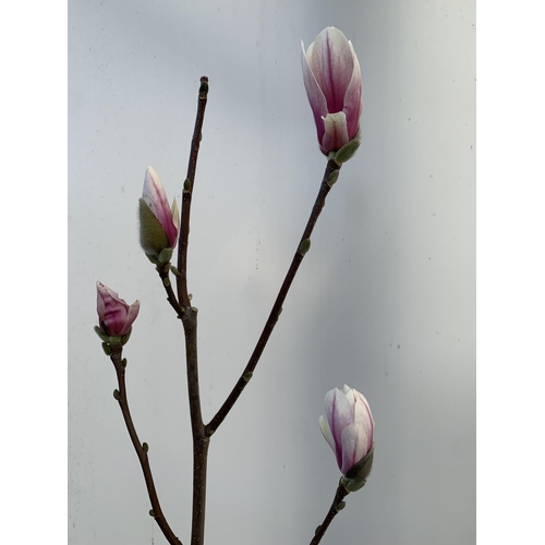 109 - ONE MAGNOLIA SOULANGEANA 'SUPERBA' APPROX 110CM IN HEIGHT IN A 7 LTR POT PLUS VAT