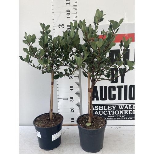 111 - TWO RHAPHIOLEPIS INDICA SPRINGTIME STANDARD TREES IN 4 LTR POTS APPROX 95CM IN HEIGHT PLUS VAT TO BE... 