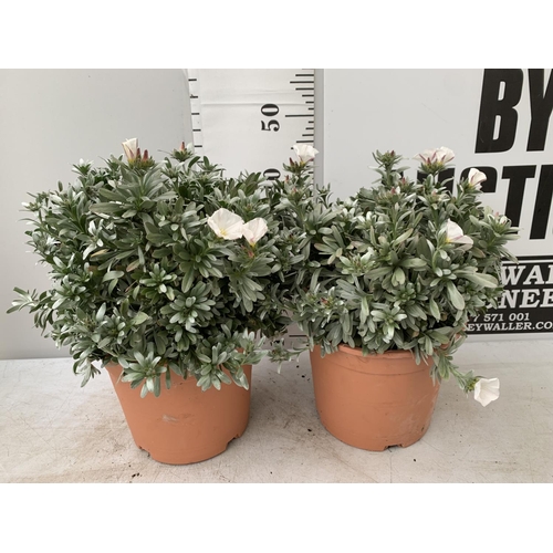 113 - TWO CONVOLVULUS CNEORUM WITH WHITE FLOWERS IN 5 LTR POTS APPROX 45CM IN EHIGHT PLUS VAT TO BE SOLD F... 