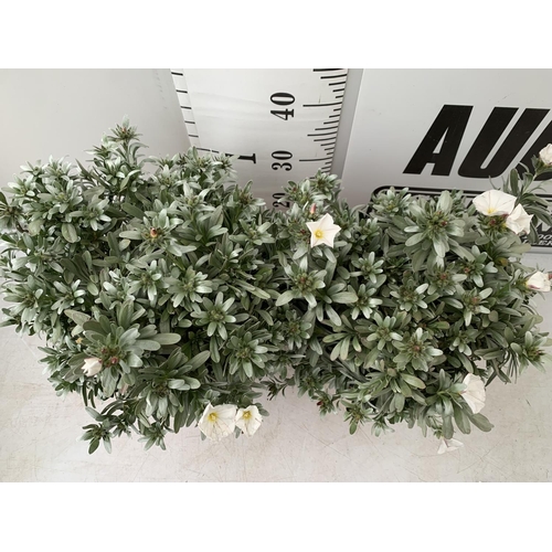 113 - TWO CONVOLVULUS CNEORUM WITH WHITE FLOWERS IN 5 LTR POTS APPROX 45CM IN EHIGHT PLUS VAT TO BE SOLD F... 