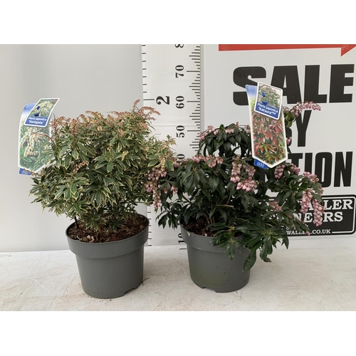 115 - TWO VARIETIES OF PIERIS 'KATSURA' AND JAPONICA VARIEGATA IN 5 LTR POTS APPROX 60CM IN HEIGHT PLUS VA... 