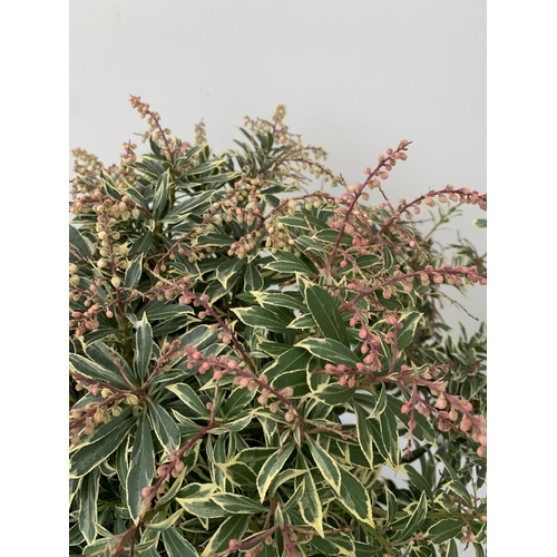 115 - TWO VARIETIES OF PIERIS 'KATSURA' AND JAPONICA VARIEGATA IN 5 LTR POTS APPROX 60CM IN HEIGHT PLUS VA... 