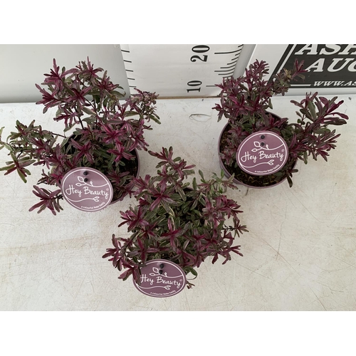 116 - THREE HEBES PURPLE 'HEY BEAUTY' IN 1 LTR POTS PLUS VAT TO BE SOLD FOR THE THREE