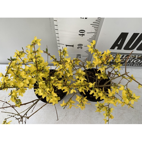 117 - TWO FORSYTHIA PLANTS APPROX 50CM IN HEIGHT IN 3LTR POTS PLUS VAT TO BE SOLD FOR THE THREE