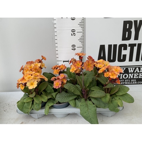 118 - EIGHT DOUBLE PRIMROSE PLANTS ON A TRAY APPROX 35CM IN HEIGHT PLUS VAT TO BE SOLD FOR THE EIGHT