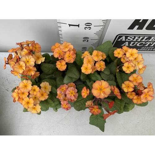 118 - EIGHT DOUBLE PRIMROSE PLANTS ON A TRAY APPROX 35CM IN HEIGHT PLUS VAT TO BE SOLD FOR THE EIGHT