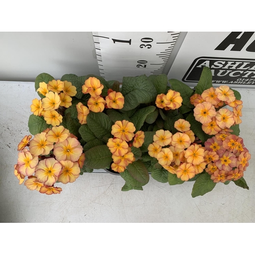 119 - EIGHT DOUBLE PRIMROSE PLANTS ON A TRAY APPROX 35CM IN HEIGHT PLUS VAT TO BE SOLD FOR THE EIGHT