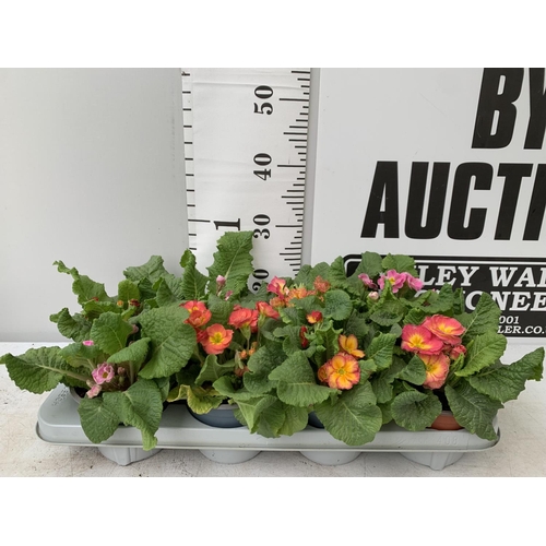 121 - EIGHT DOUBLE PRIMROSE PLANTS ON A TRAY MIXED COLOURS PLUS VAT TO BE SOLD FOR THE EIGHT