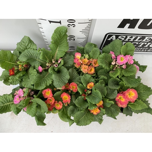 121 - EIGHT DOUBLE PRIMROSE PLANTS ON A TRAY MIXED COLOURS PLUS VAT TO BE SOLD FOR THE EIGHT