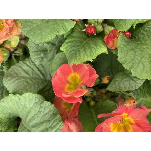 121 - EIGHT DOUBLE PRIMROSE PLANTS ON A TRAY MIXED COLOURS PLUS VAT TO BE SOLD FOR THE EIGHT