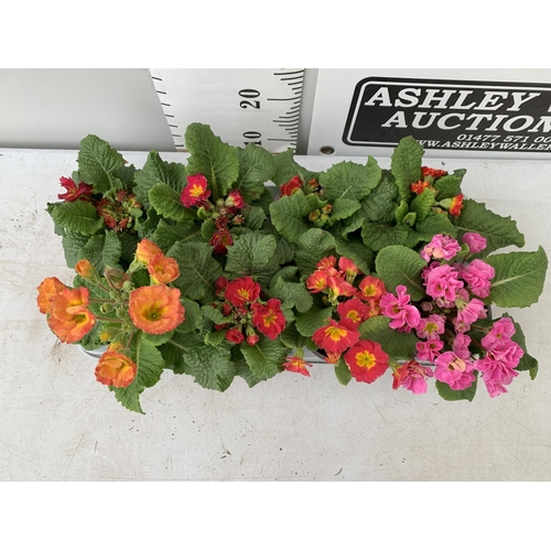 122 - EIGHT DOUBLE PRIMROSE PLANTS ON A TRAY MIXED COLOURS PLUS VAT TO BE SOLD FOR THE EIGHT