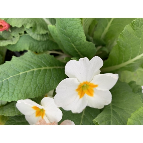 123 - EIGHT DOUBLE PRIMROSE PLANTS ON A TRAY MIXED COLOURS PLUS VAT TO BE SOLD FOR THE EIGHT