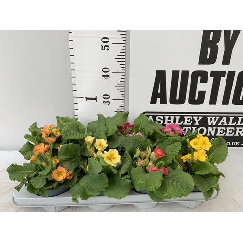 124 - EIGHT DOUBLE PRIMROSE PLANTS ON A TRAY MIXED COLOURS PLUS VAT TO BE SOLD FOR THE EIGHT