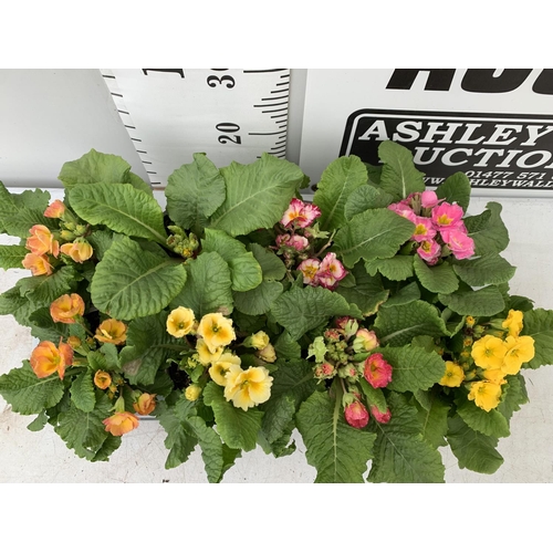 124 - EIGHT DOUBLE PRIMROSE PLANTS ON A TRAY MIXED COLOURS PLUS VAT TO BE SOLD FOR THE EIGHT