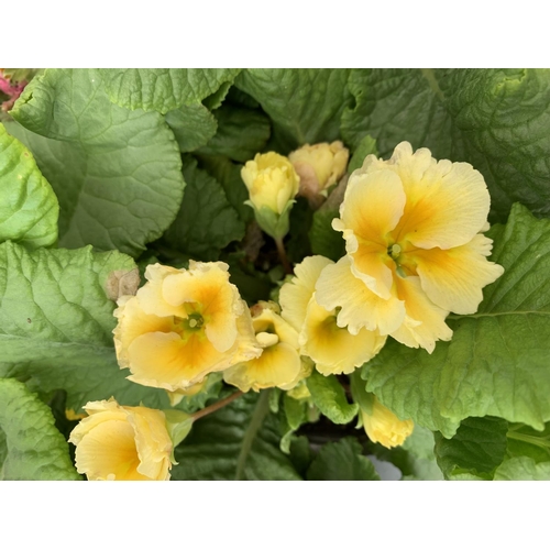 124 - EIGHT DOUBLE PRIMROSE PLANTS ON A TRAY MIXED COLOURS PLUS VAT TO BE SOLD FOR THE EIGHT