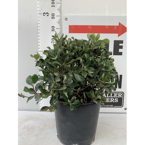 127 - ONE RHAPHIOLEPIS UMBELLATA BUSH APPROX 75CM IN HEIGHT IN A 15 LTR POT PLUS VAT