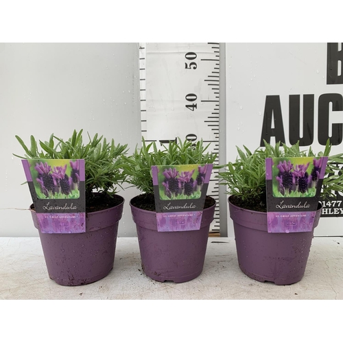 13 - THREE LAVENDER PLANTS IN 2 LITRE POTS PLUS VAT TO BE SOLD FOR THE THREE