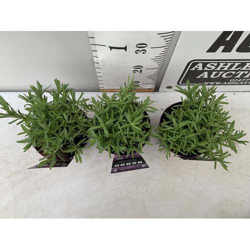 13 - THREE LAVENDER PLANTS IN 2 LITRE POTS PLUS VAT TO BE SOLD FOR THE THREE