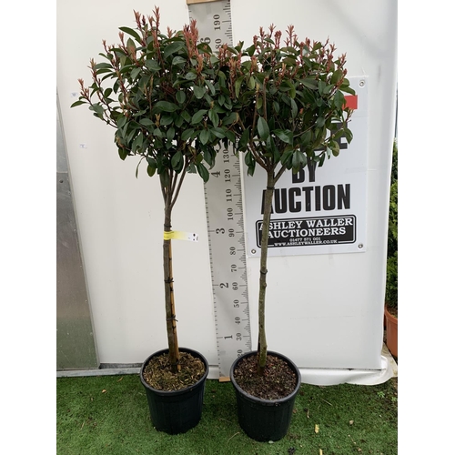 131 - TWO PHOTINIA FRASERI 'RED ROBIN' STANDARD TREES APPROX 180CM IN HEIGHT IN 15 LTR POTS PLUS VAT TO BE... 