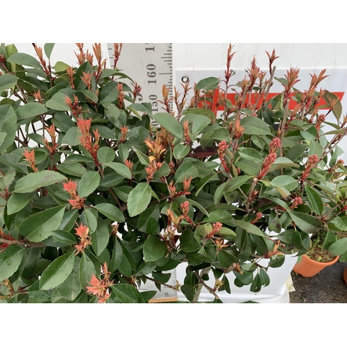 131 - TWO PHOTINIA FRASERI 'RED ROBIN' STANDARD TREES APPROX 180CM IN HEIGHT IN 15 LTR POTS PLUS VAT TO BE... 