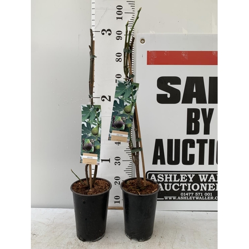 132 - TWO FIGS 'BROWN TURKEY' IN 20CM HIGH POTS OVER 90CM IN HEIGHT NO VAT TO BE SOLD FOR THE TWO