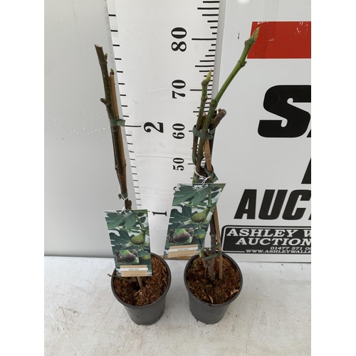 132 - TWO FIGS 'BROWN TURKEY' IN 20CM HIGH POTS OVER 90CM IN HEIGHT NO VAT TO BE SOLD FOR THE TWO