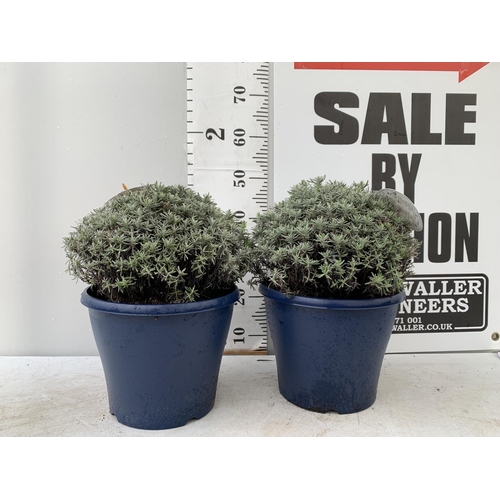 136 - TWO LAVENDER 'HIDCOTE' IN 5 LTR POTS 1APPROX 45CM IN HEIGHT PLUS VAT TO BE SOLD FOR THE TWO