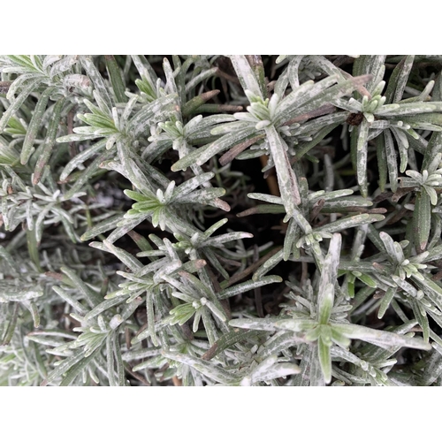 136 - TWO LAVENDER 'HIDCOTE' IN 5 LTR POTS 1APPROX 45CM IN HEIGHT PLUS VAT TO BE SOLD FOR THE TWO