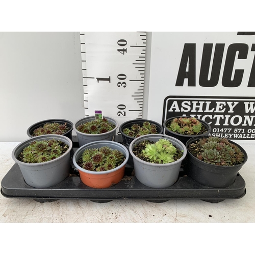 145 - EIGHT SEDUM PLANTS ON A TRAY IN 1 LTR POTS PLUS VAT TO BE SOLD FOR THE EIGHT