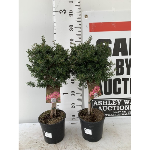 146 - TWO LEPTOSPERNUM PINK STANDARD TREES APPROX 70CM IN HEIGHT IN 2 LTR POTS PLUS VAT TO BE SOLD FOR THE... 