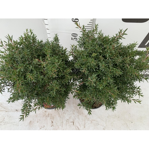 146 - TWO LEPTOSPERNUM PINK STANDARD TREES APPROX 70CM IN HEIGHT IN 2 LTR POTS PLUS VAT TO BE SOLD FOR THE... 