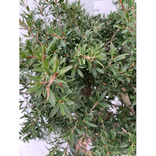 146 - TWO LEPTOSPERNUM PINK STANDARD TREES APPROX 70CM IN HEIGHT IN 2 LTR POTS PLUS VAT TO BE SOLD FOR THE... 